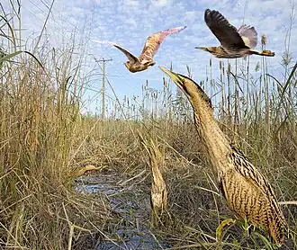 Большая выпь. Несколько особей.