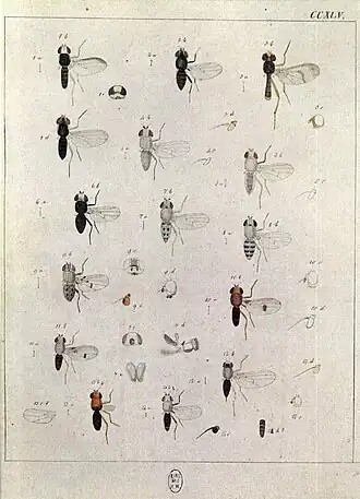 Мухи-серебрянки (4—8): 4 — Chamaemyia aridella; 5 — Ochthiphila nigrimana; 6 — Ochthiphila albiceps; 7 — Ochthiphila juncorum; 8 — Ochthiphila elegans