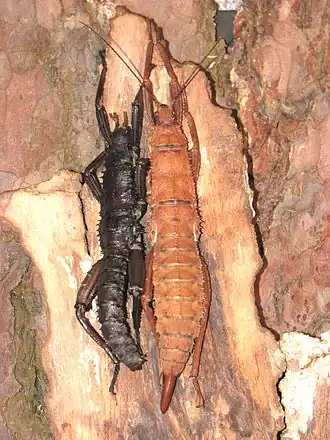 Eurycantha calcarata