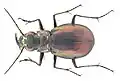 Eurymorpha cyanipes