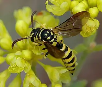 Оса Eusapyga verticalis (Sapygidae) на цветах Eriogonum (Polygonaceae)
