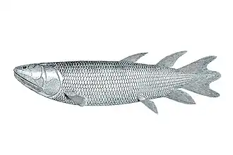 Реконструкция Eusthenopteron foordi