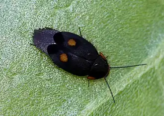 Euthyrrhapha pacifica