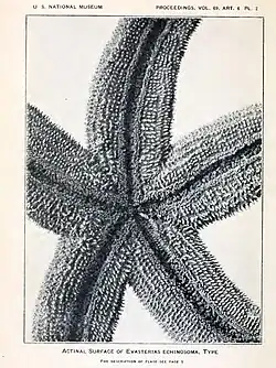 Фотография нижней стороны голотипа из первоописания