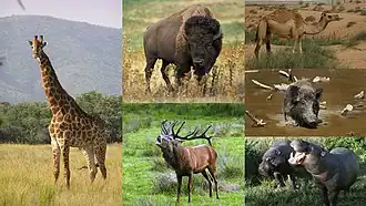 1-й столбец: жираф;2-й столбец: бизон и благородный олень;3-й столбец: одногорбый верблюд, кабан и карликовые бегемоты
