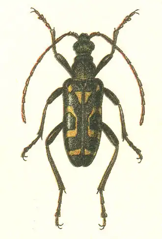 Evodinus borealis
