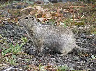 Камчатский представитель вида — в просторечии «евражка»