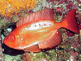 Priacanthus arenatus