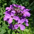 Вечерница женская (Hesperis matronalis)