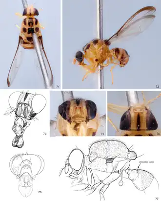 Somatia aestiva, самка