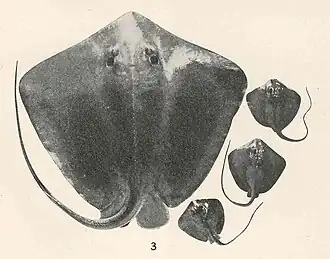Самка и три новорождённых