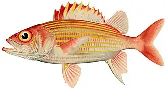 Neoniphon aurolineatus