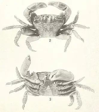 Pachygrapsus transversus