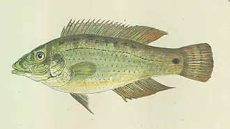 Темнополосая зеленушка