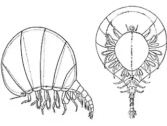 Mimonecles loveni. Самка, вид сбоку и снизу, демонстрирует раздутую шарообразную форму передней части тела.