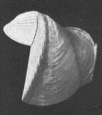 Раковина Teredo navalis