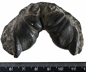 Зубные пластинки Cochliodus contortus