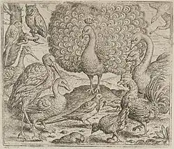 Павлин и сорока. 1567. Иллюстрация. Офорт