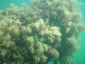 Якорный клюз парохода «Фабрициус» (глубина 3 метра).