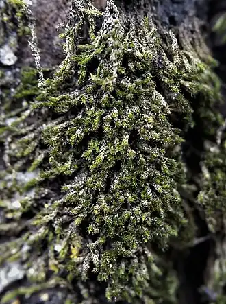 Фаброния реснитчатая (Fabronia ciliaris)