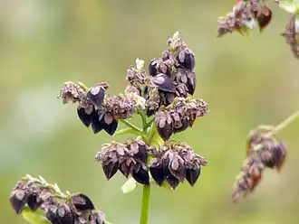 Гречиха посевная
