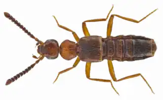 Falagrioma thoracica