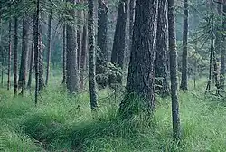 Места обитания дикуши