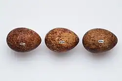 Яйца новозеландского сокола в музее