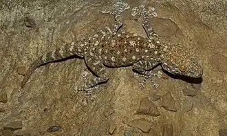 Вееропалый геккон Хассельквиста