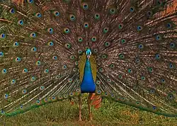 Павлин демонстрирует в брачный период самкам свой хвост со множеством глазчатых пятен