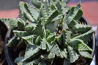 Faucaria felina
