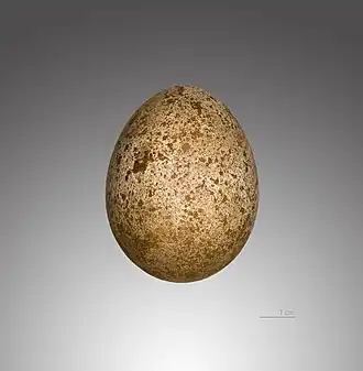 Яйцо в Тулузском музее