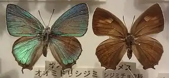 Зефир восточный