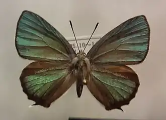 Самец Favonius saphirinus