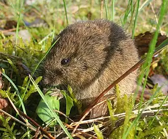 Обыкновенная полёвка (Microtus arvalis)