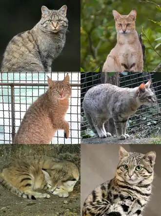 1-й ряд: лесной кот, камышовый кот;
2-й ряд: китайская кошка, степной кот;
3-й ряд:  барханный кот, черноногая кошка