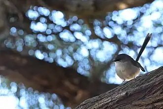 Блестящий расписной малюр в парке