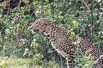 Индийский леопард