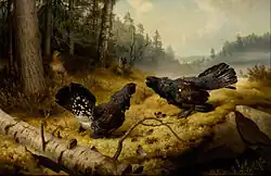 Токующие глухари