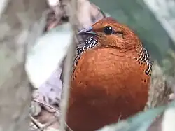 Глазчатая куропатка