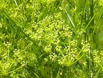 Ферульник равнинный