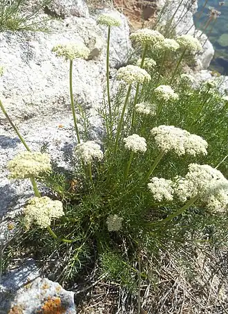 Феруловидка щетинистая