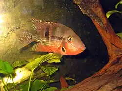 Цихлазома Меека (Cichlasoma meeki)