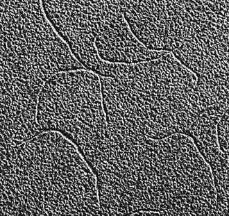 Вирионы нитчатого бактериофагаРод Inovirus