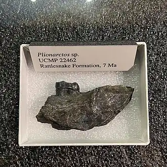 Фрагмент челюсти Plionarctos sp.