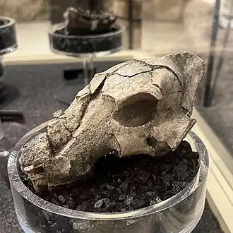 Череп Prosthennops sp.