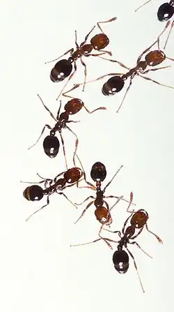 Огненные муравьи Solenopsis geminata