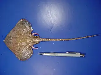 Fenestraja ishiyamai