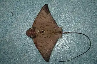 Восточноамериканский орляк