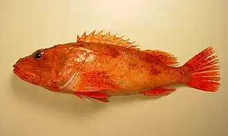 Neomerinthe hemingwayi